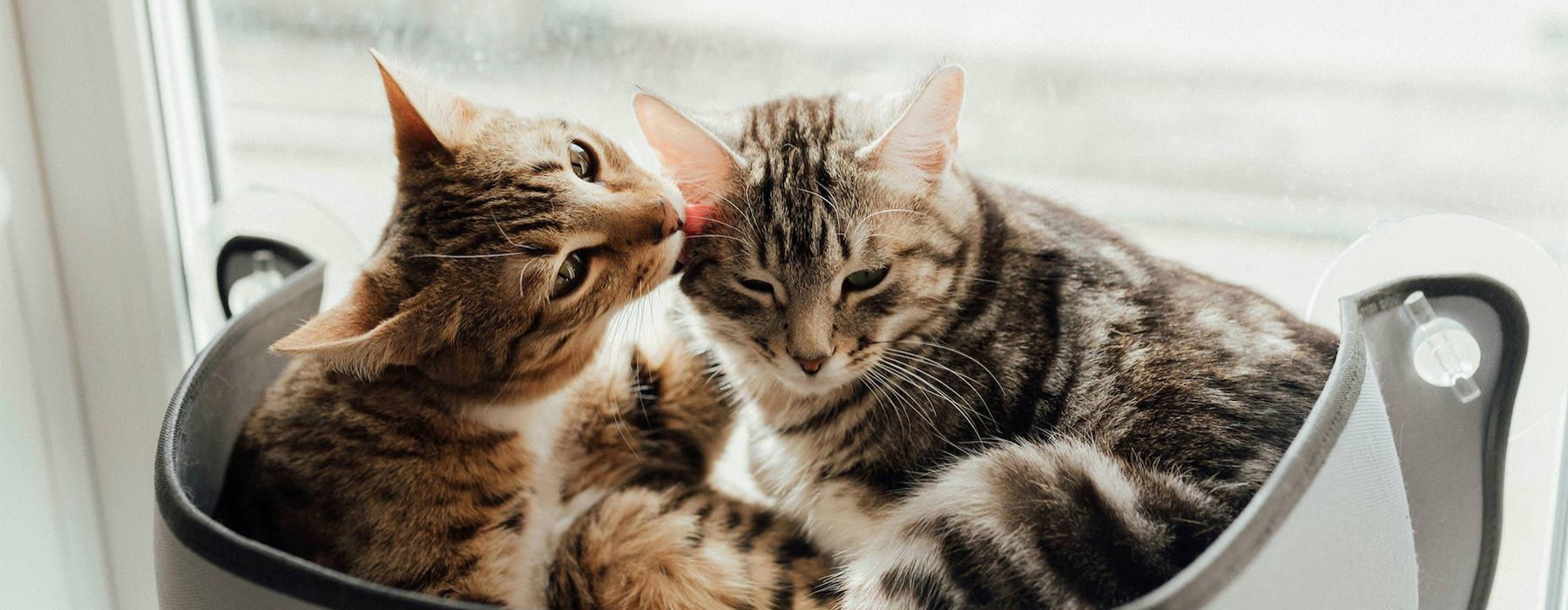 a couple of cats sit near a window